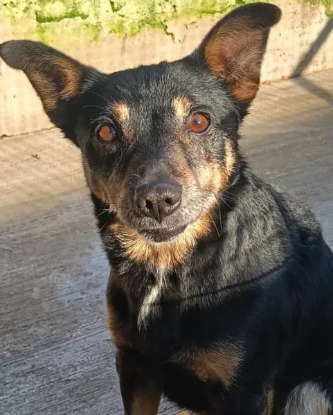 FIGARO taglia medio piccola cerca famiglia | Foto 1