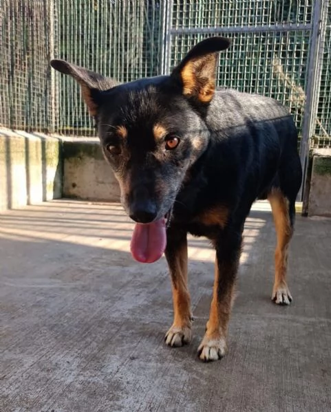 FIGARO taglia medio piccola cerca famiglia | Foto 0