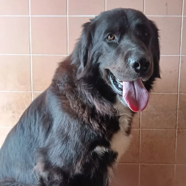 FURIA meraviglioso cagnolone 3 anni cerca casa  adozione canile Latina | Foto 3