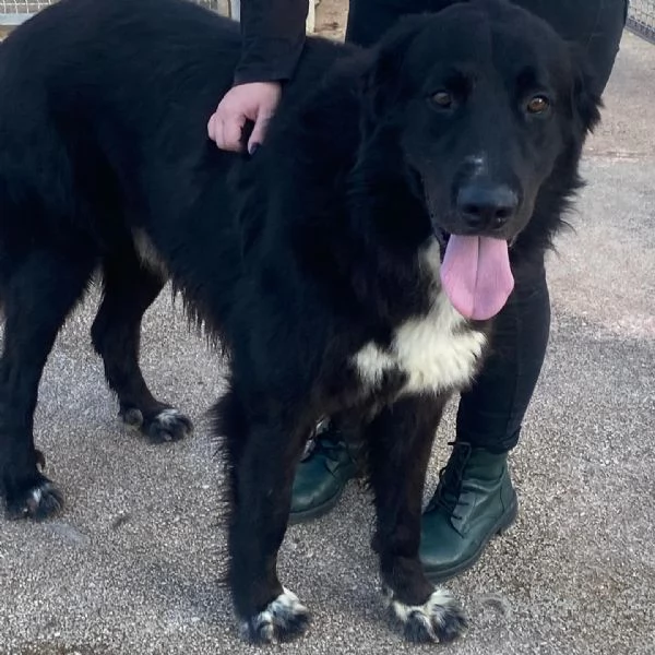 FURIA meraviglioso cagnolone 3 anni cerca casa  adozione canile Latina | Foto 1