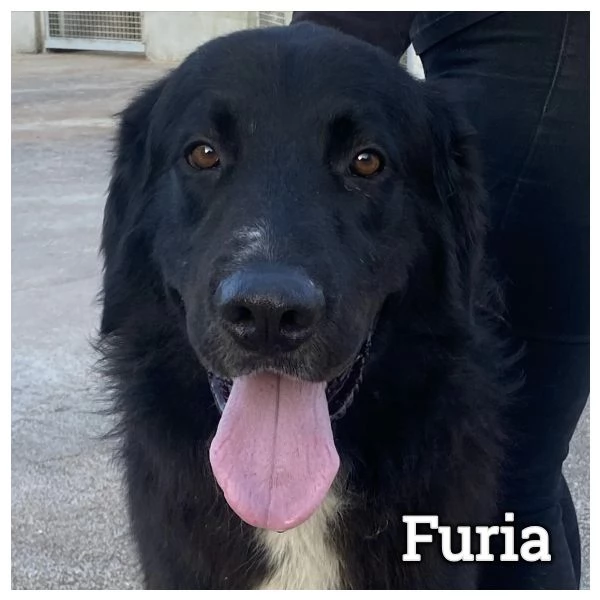 FURIA meraviglioso cagnolone 3 anni cerca casa  adozione canile Latina