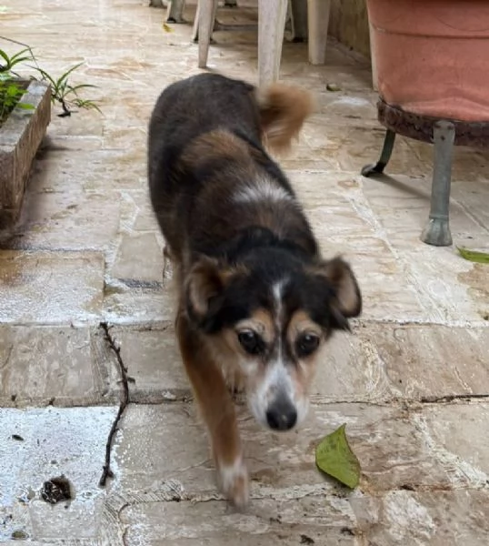 DIAMANTINA dolce cagnolina 11 anni cerca casa | Foto 0