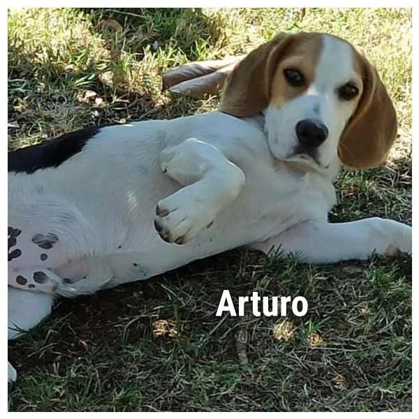 Arturo beagle 3 anni cerca casa rinuncia di propriet