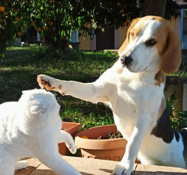 Arturo beagle 3 anni cerca casa rinuncia di propriet | Foto 3