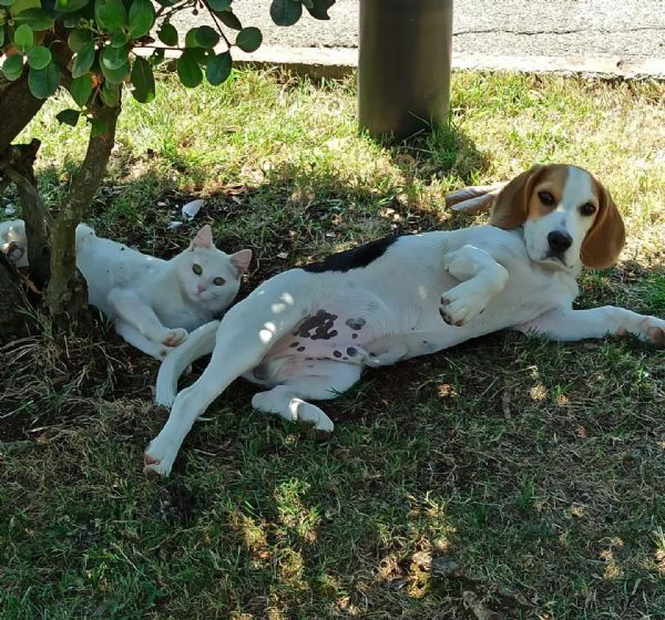 Arturo beagle 3 anni cerca casa rinuncia di propriet | Foto 1