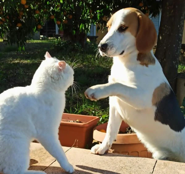 Arturo beagle 3 anni cerca casa rinuncia di propriet | Foto 0