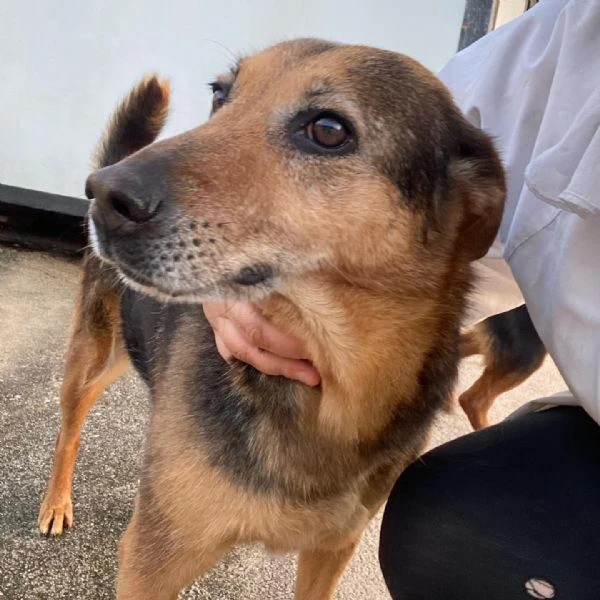 Masha occhi dolci cerca casa  7 anni  da troppo in canile | Foto 0