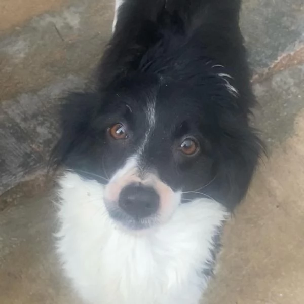 DALIA dolcissima cagnolina 2 anni incrocio border collie cerca casa  | Foto 3