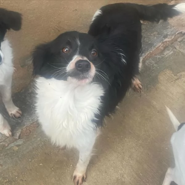 DALIA dolcissima cagnolina 2 anni incrocio border collie cerca casa  | Foto 2