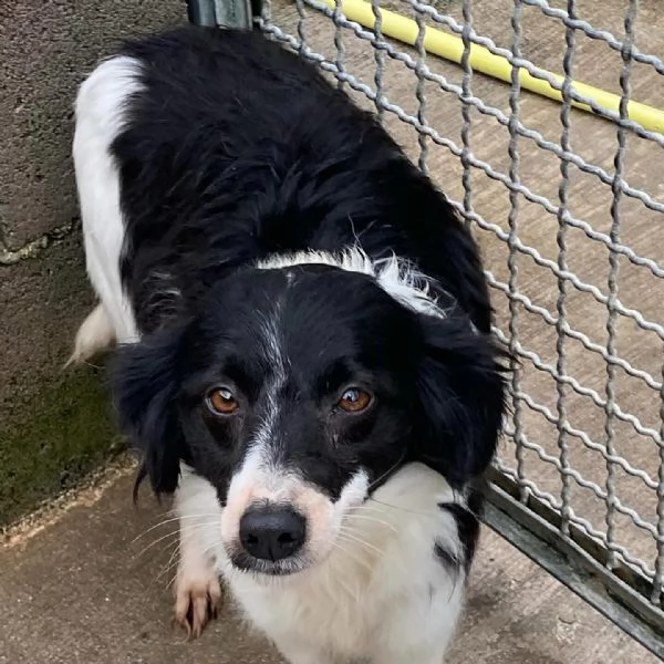 DALIA dolcissima cagnolina 2 anni incrocio border collie cerca casa  | Foto 1