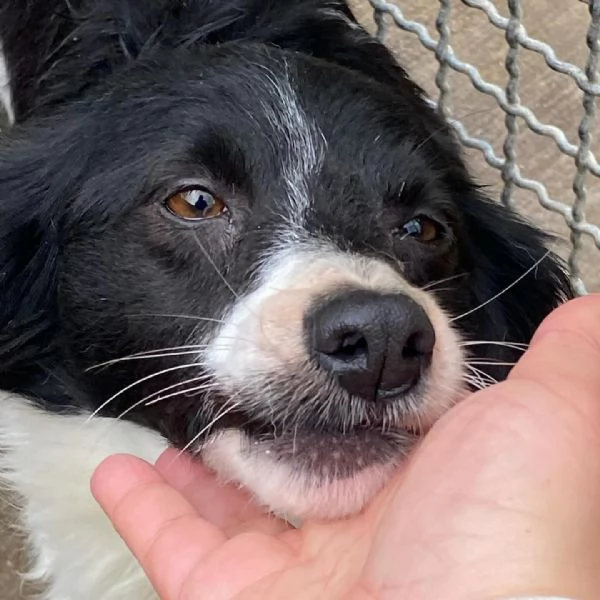 DALIA dolcissima cagnolina 2 anni incrocio border collie cerca casa  | Foto 0