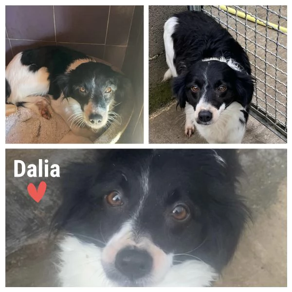 DALIA dolcissima cagnolina 2 anni incrocio border collie cerca casa 