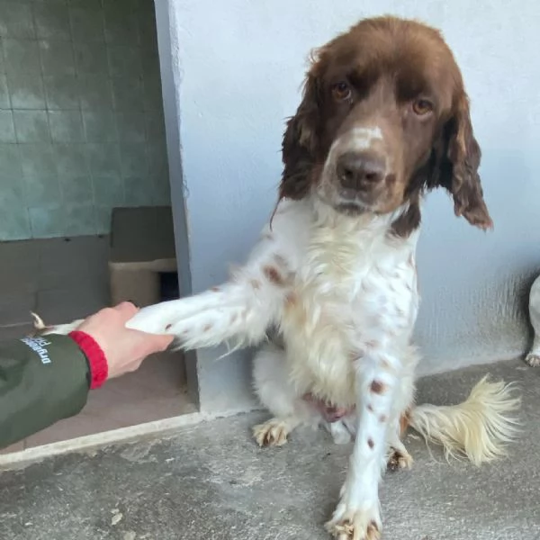 ROCKY bellissimo springer spaniel cerca casa  | Foto 6