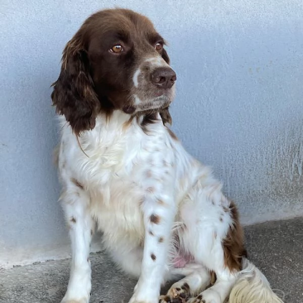 ROCKY bellissimo springer spaniel cerca casa  | Foto 5