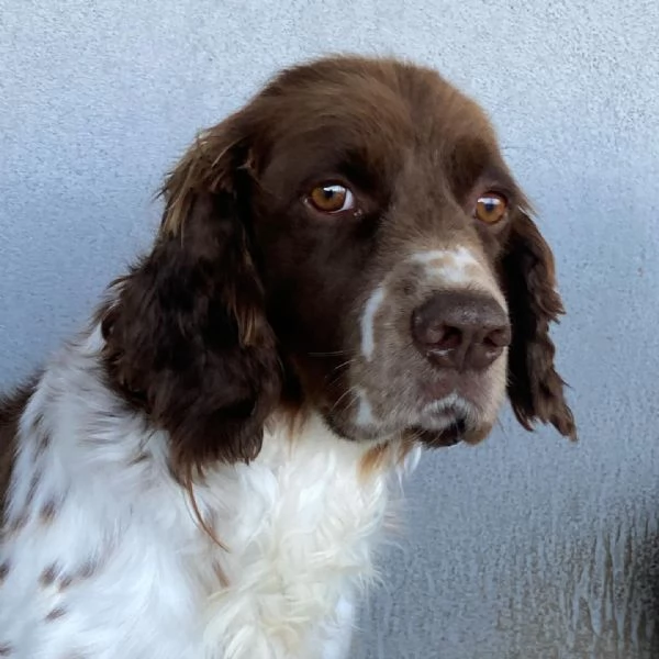 ROCKY bellissimo springer spaniel cerca casa  | Foto 4