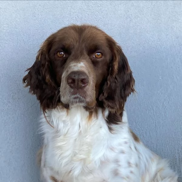 ROCKY bellissimo springer spaniel cerca casa  | Foto 3