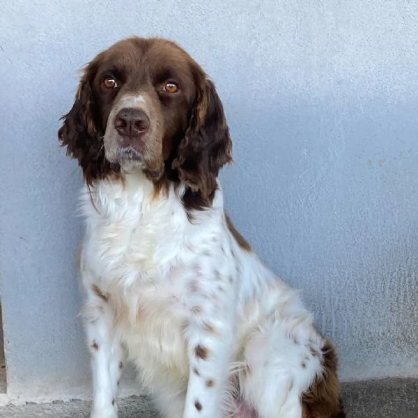 ROCKY bellissimo springer spaniel cerca casa  | Foto 2