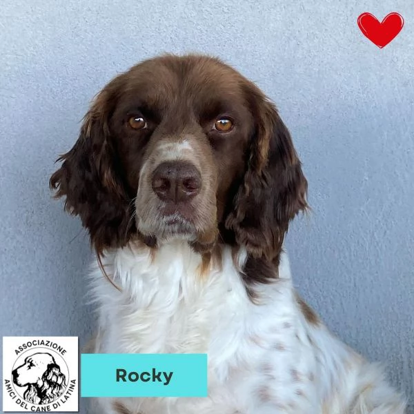 ROCKY bellissimo springer spaniel cerca casa 