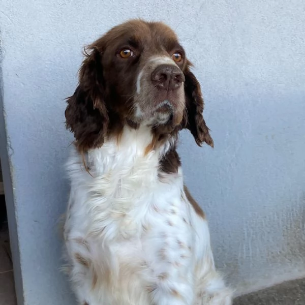 ROCKY bellissimo springer spaniel cerca casa  | Foto 1