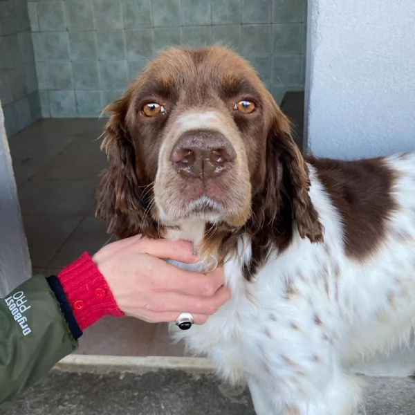 ROCKY bellissimo springer spaniel cerca casa  | Foto 0