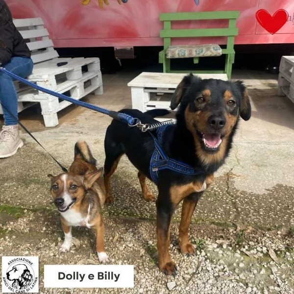 Dolly e Billy cercano casa  dolci e buoni con tutti super adozione del cuore