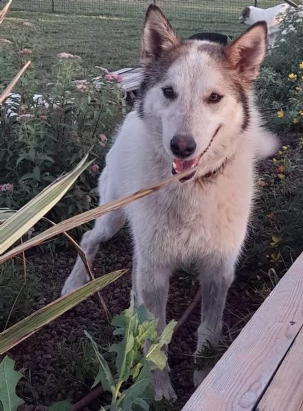 huskina cerca mamma e casa