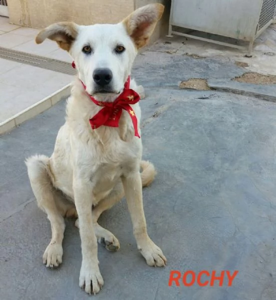 rocky voglio una famigliaaaa | Foto 4