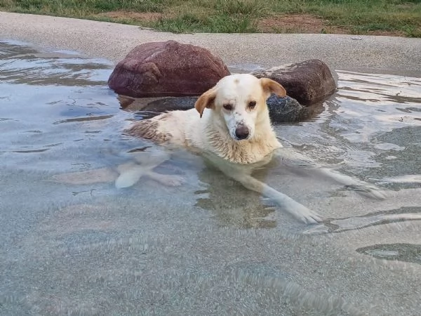 snoopa in attesa di fortuna