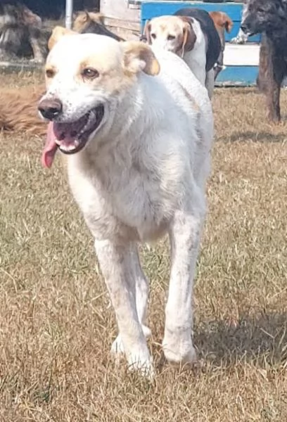 snoopa in attesa di fortuna | Foto 0