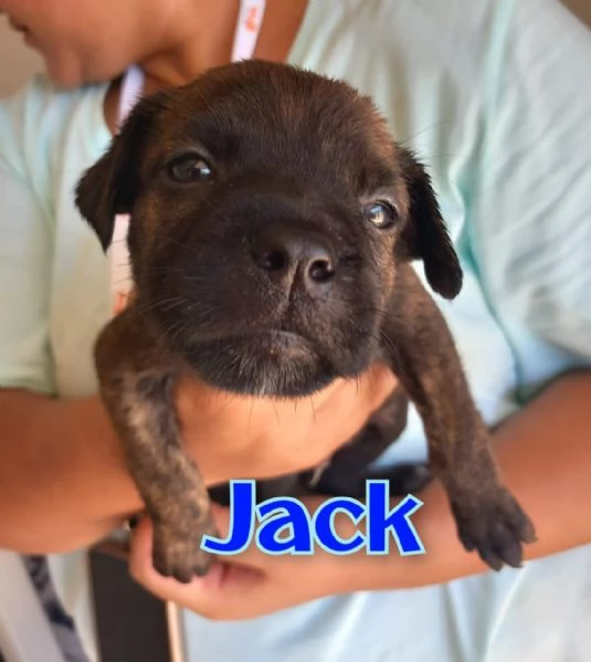 JACK in canile gi a pochi mesi di vita