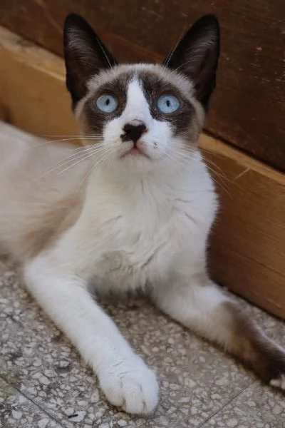 MICIOMICIO simil siamese 3 mesi ca | Foto 3