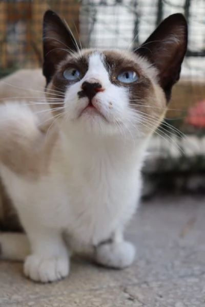 MICIOMICIO simil siamese 3 mesi ca