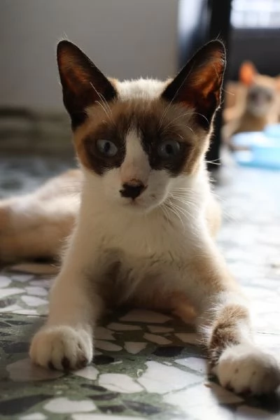 MICIOMICIO simil siamese 3 mesi ca | Foto 1