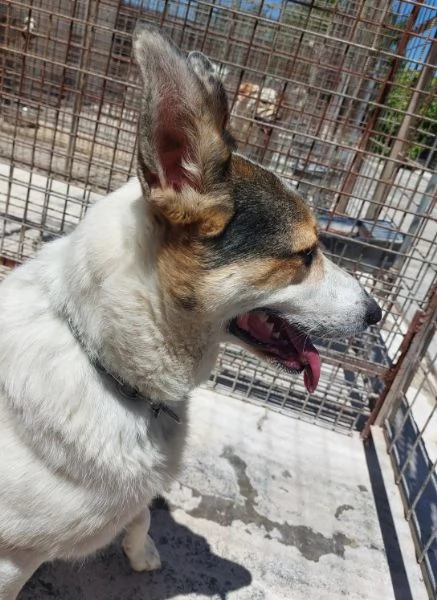 BALU povero cane abbandonato | Foto 0