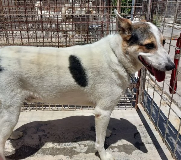 BALU povero cane abbandonato