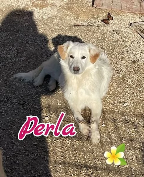 PERLA dolce bimba nata a Giugno 24