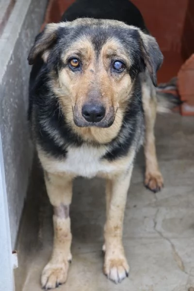 ANNA dolce cagnolina cieca a un occhio salvata da una brutta fine