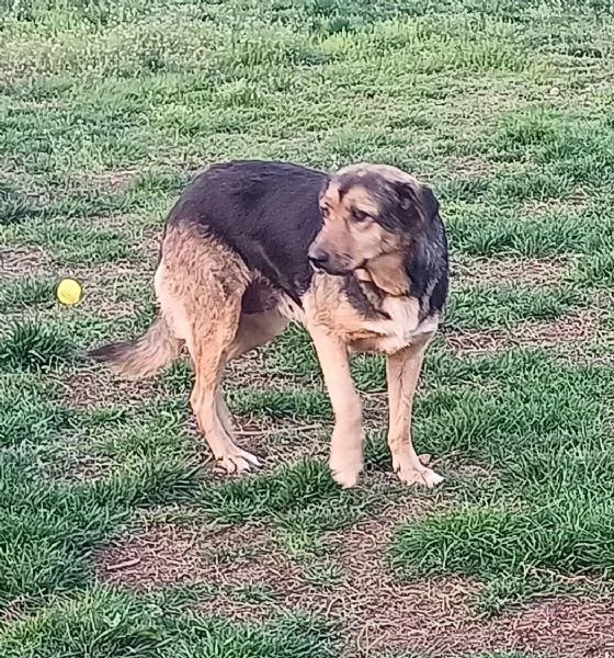 ANNA dolce cagnolina cieca a un occhio salvata da una brutta fine | Foto 6