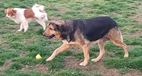 ANNA dolce cagnolina cieca a un occhio salvata da una brutta fine | Foto 4