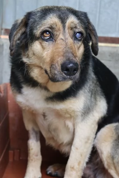 ANNA dolce cagnolina cieca a un occhio salvata da una brutta fine | Foto 2