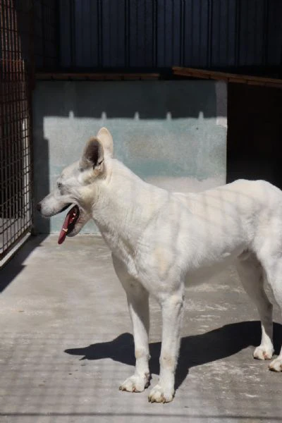 Gastone sterilizzato sui 20 kg di peso taglia media | Foto 4