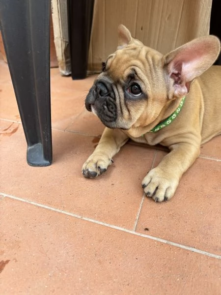 Cuccioli di bulldog francese 