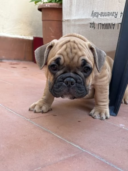 Cuccioli di bulldog francese  | Foto 4