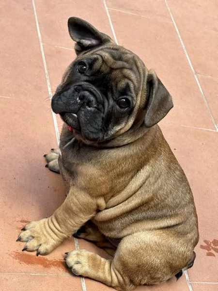 Cuccioli di bulldog francese  | Foto 0