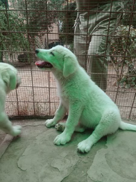 MAREMMANO ABRUZZESE E PAST PIRENEI CUCCIOLI REGALO | Foto 0