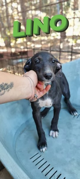 Cuccioli meticci in adozione | Foto 4