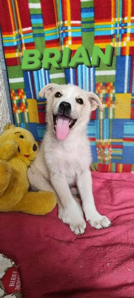 Cuccioli meticci in adozione | Foto 0