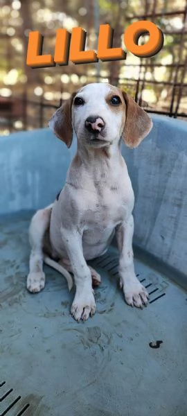 Cuccioli meticci in adozione