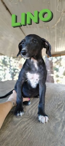 Cuccioli meticci in adozione | Foto 1