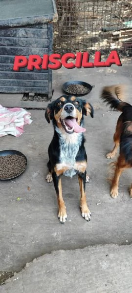 Cuccioli meticci in adozione  | Foto 1